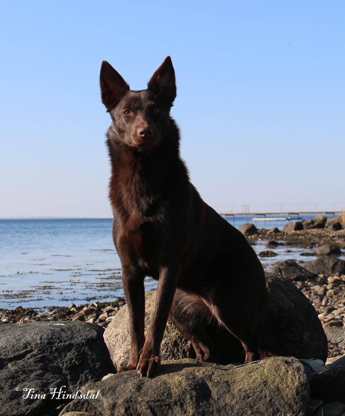 Australsk kelpie Tarrawangas Djinni billede 15