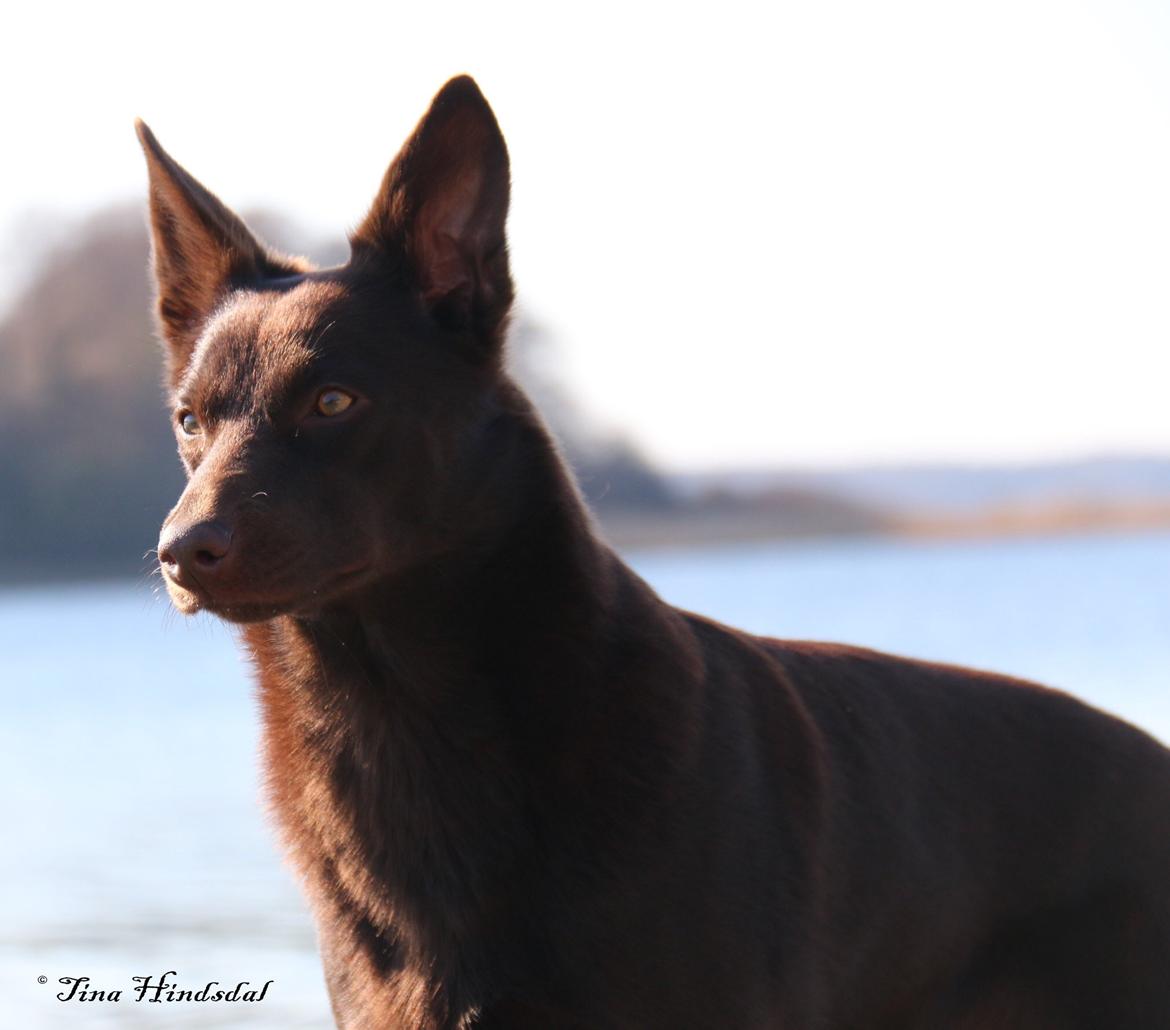 Australsk kelpie Tarrawangas Djinni billede 17