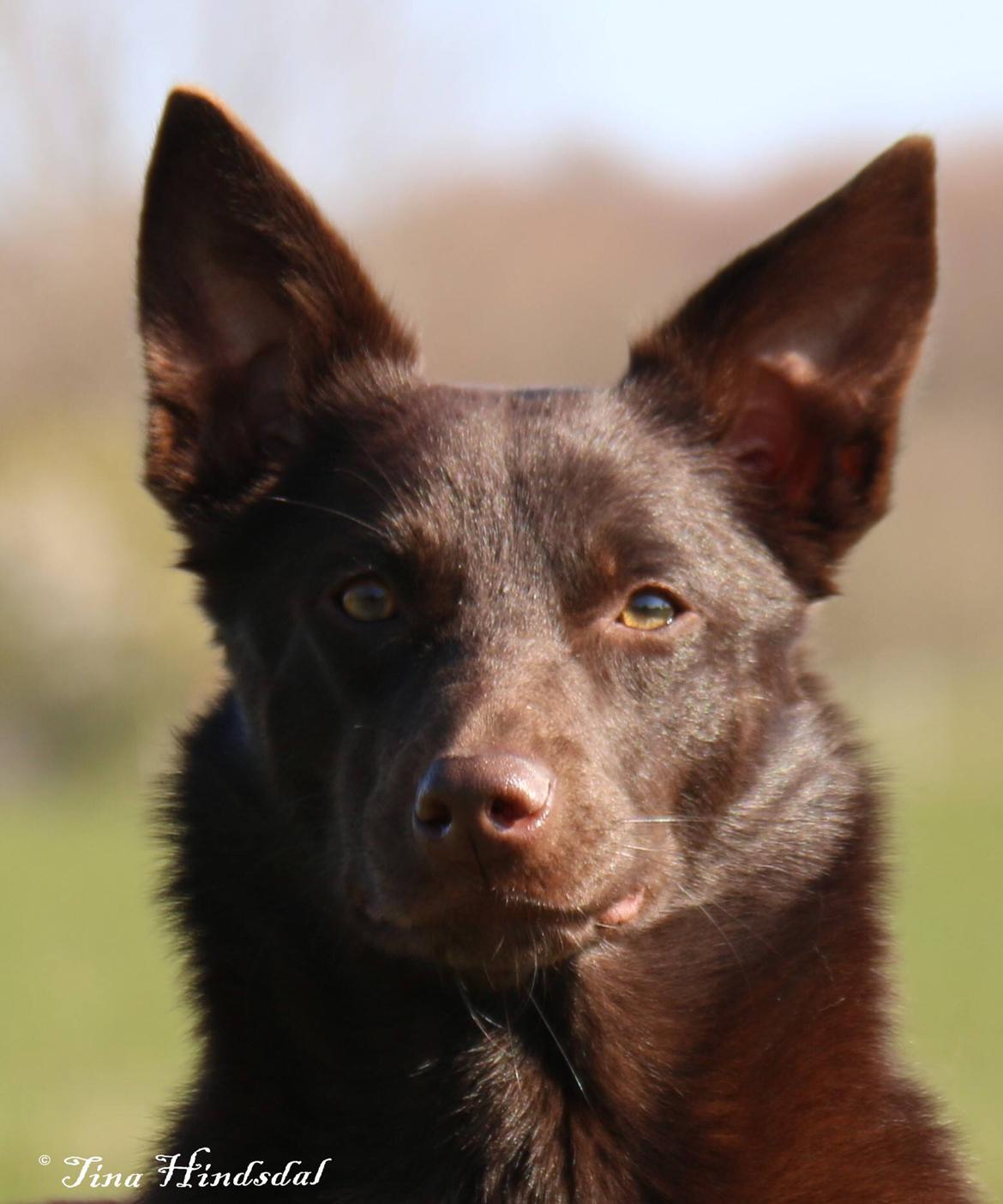 Australsk kelpie Tarrawangas Djinni billede 14