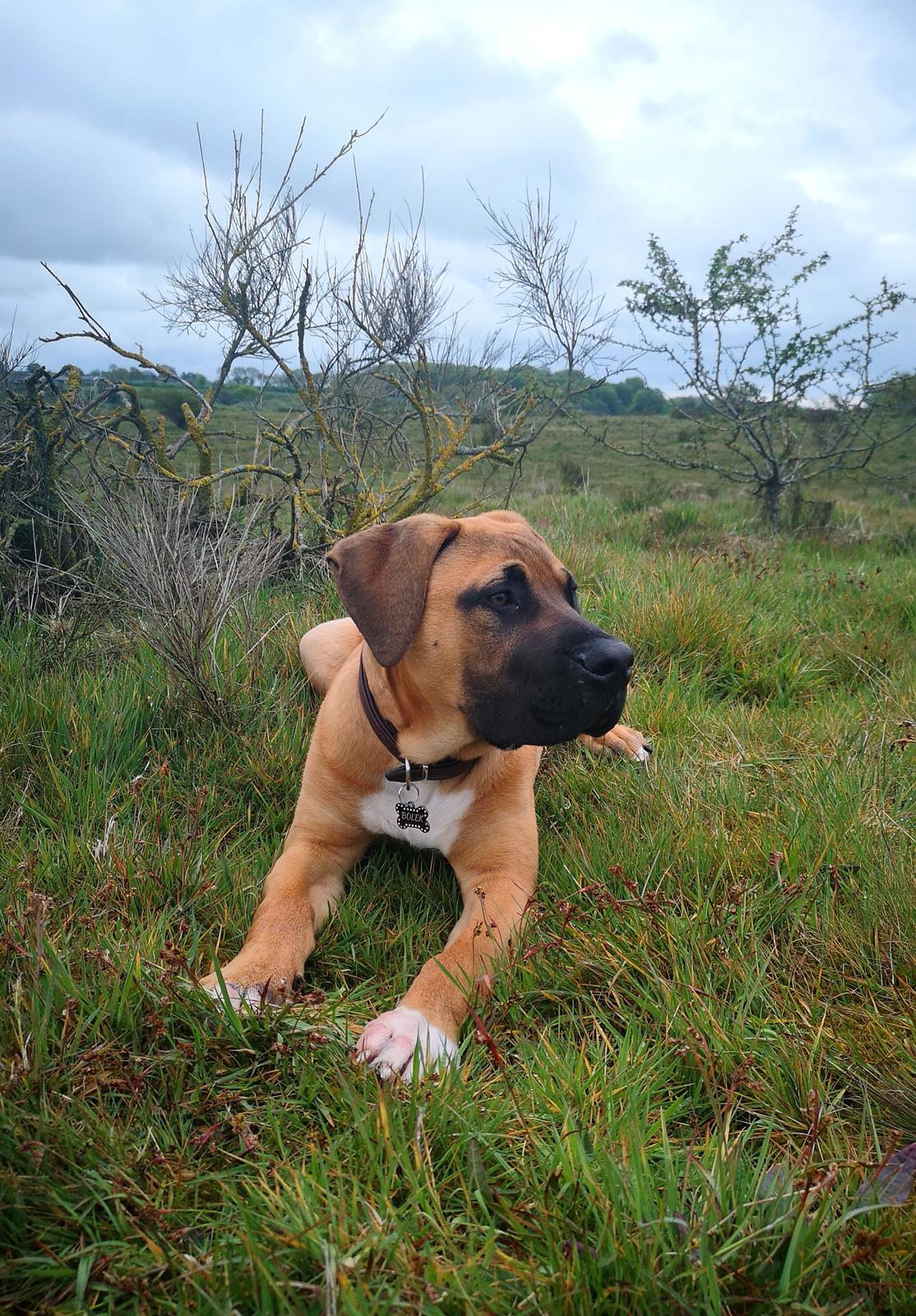 Dogo canario Bolek  billede 19