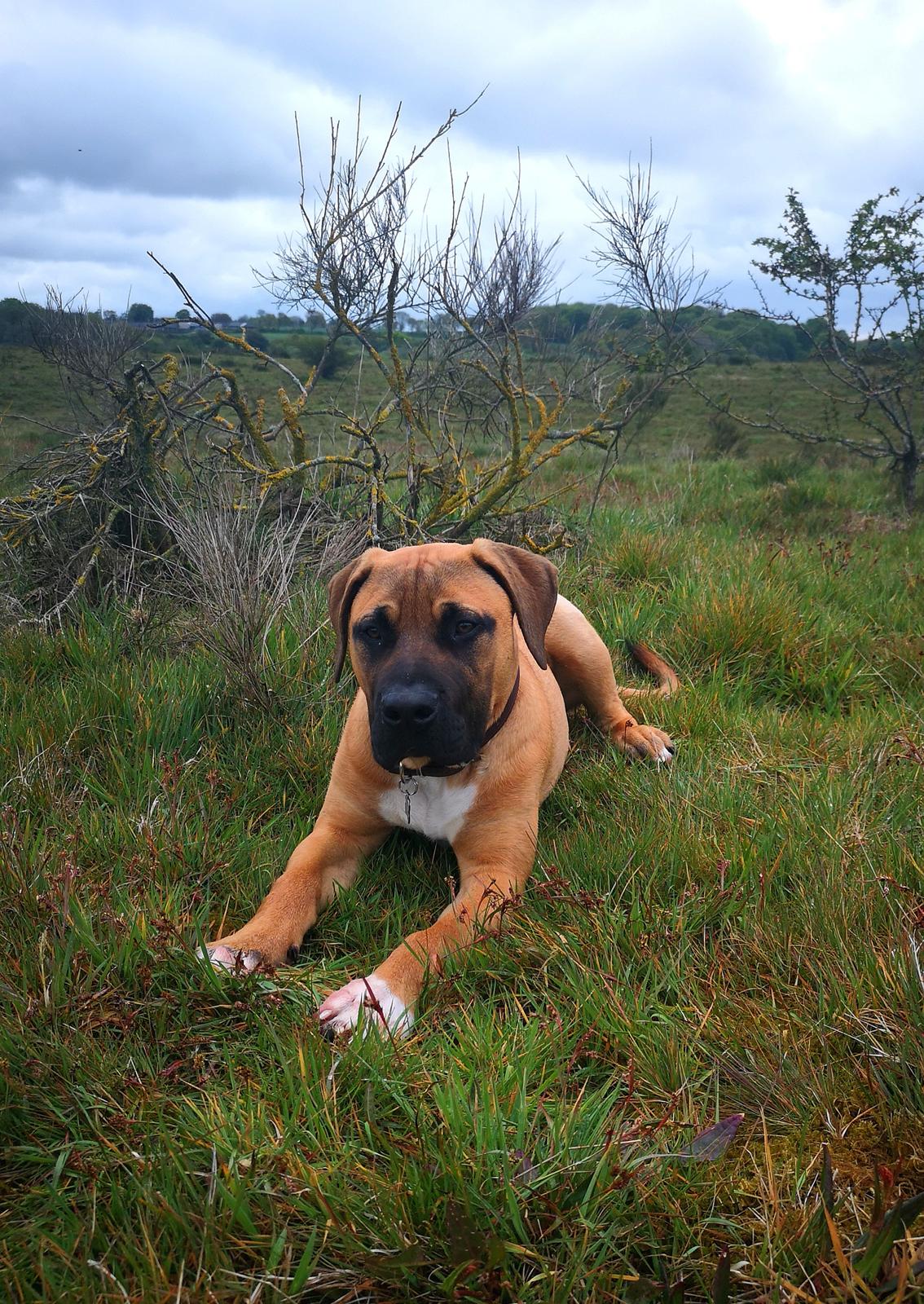 Dogo canario Bolek  billede 20