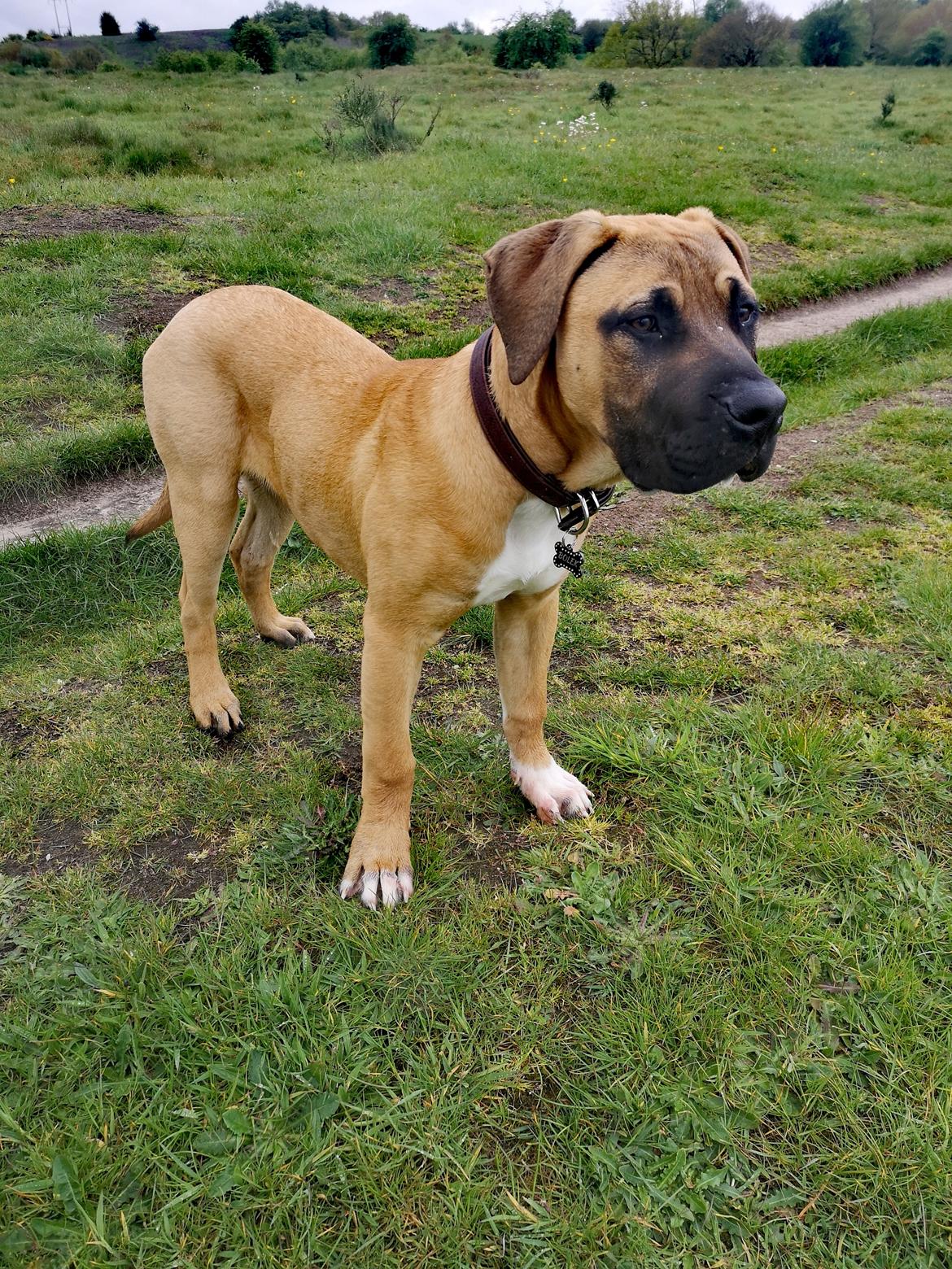 Dogo canario Bolek  billede 21