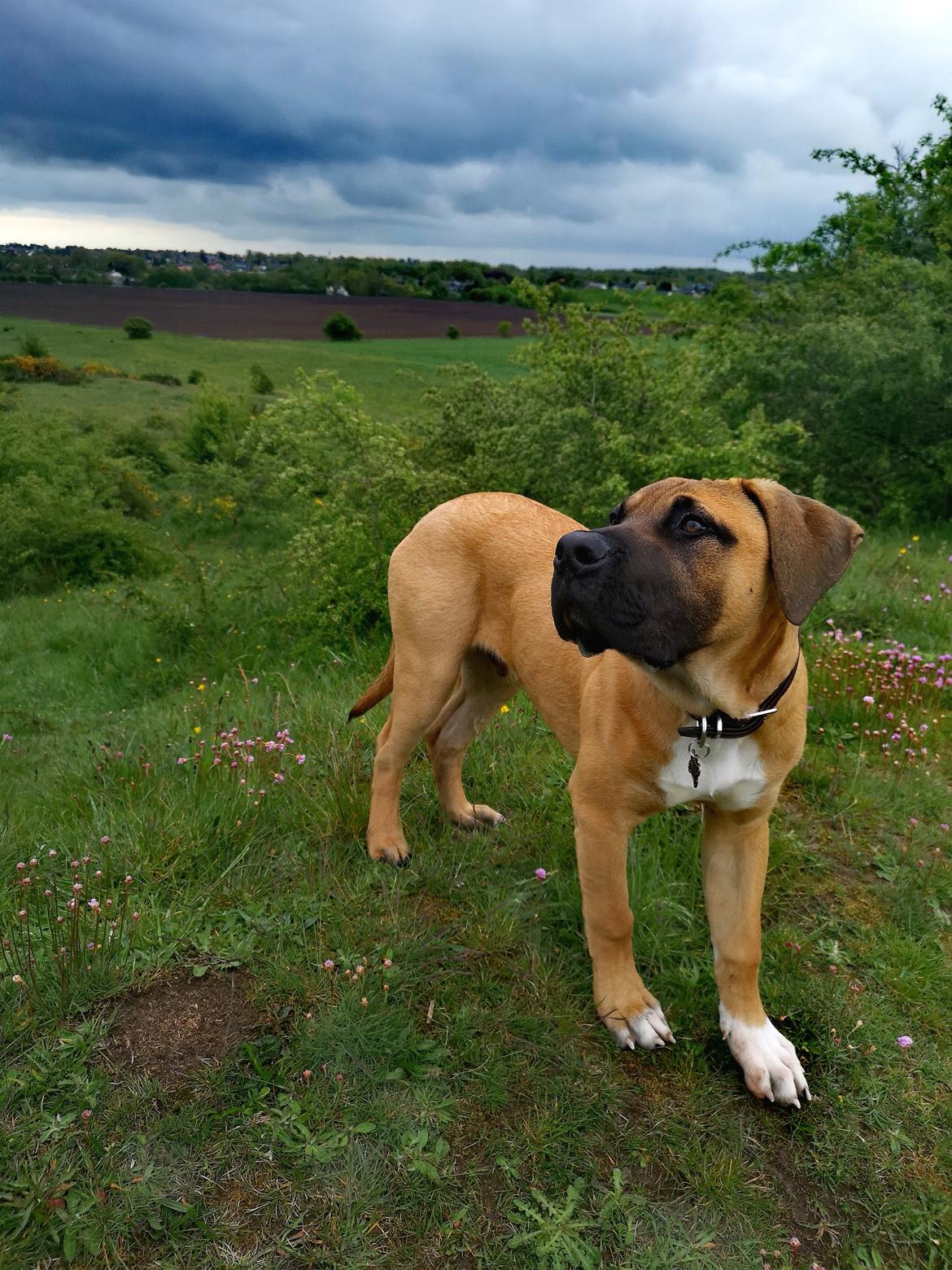 Dogo canario Bolek  billede 22