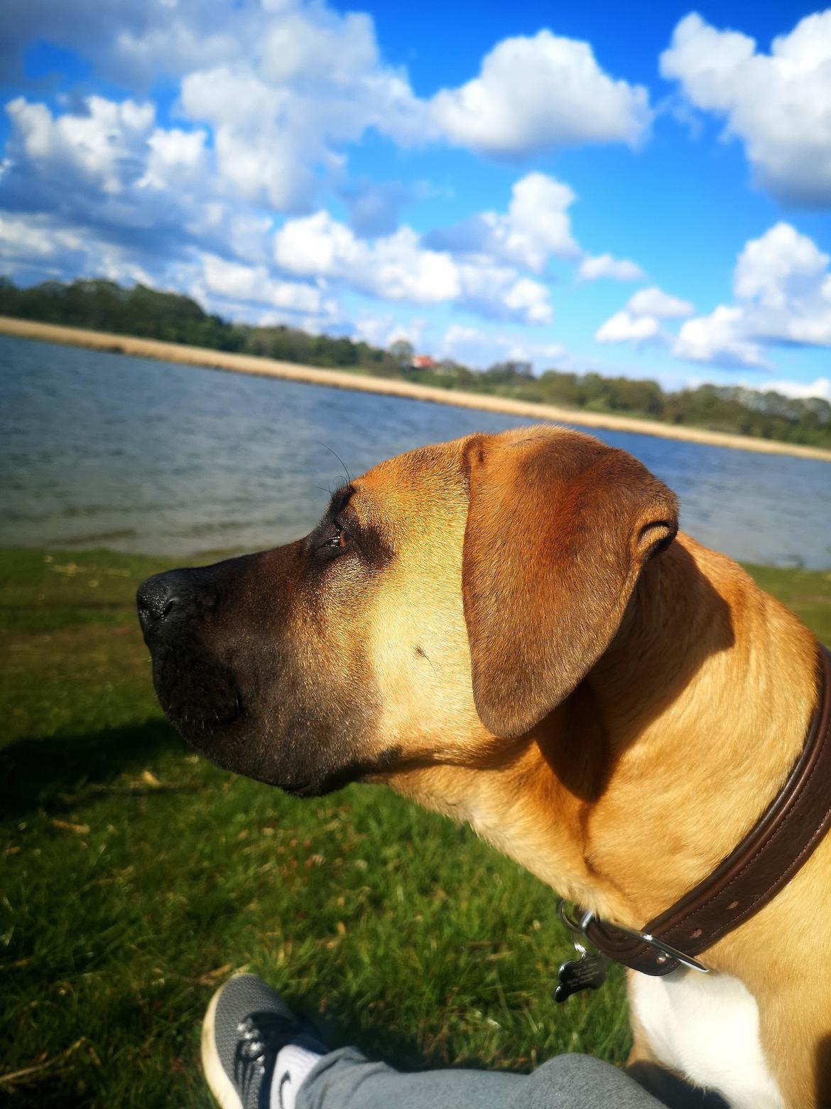 Dogo canario Bolek  billede 18