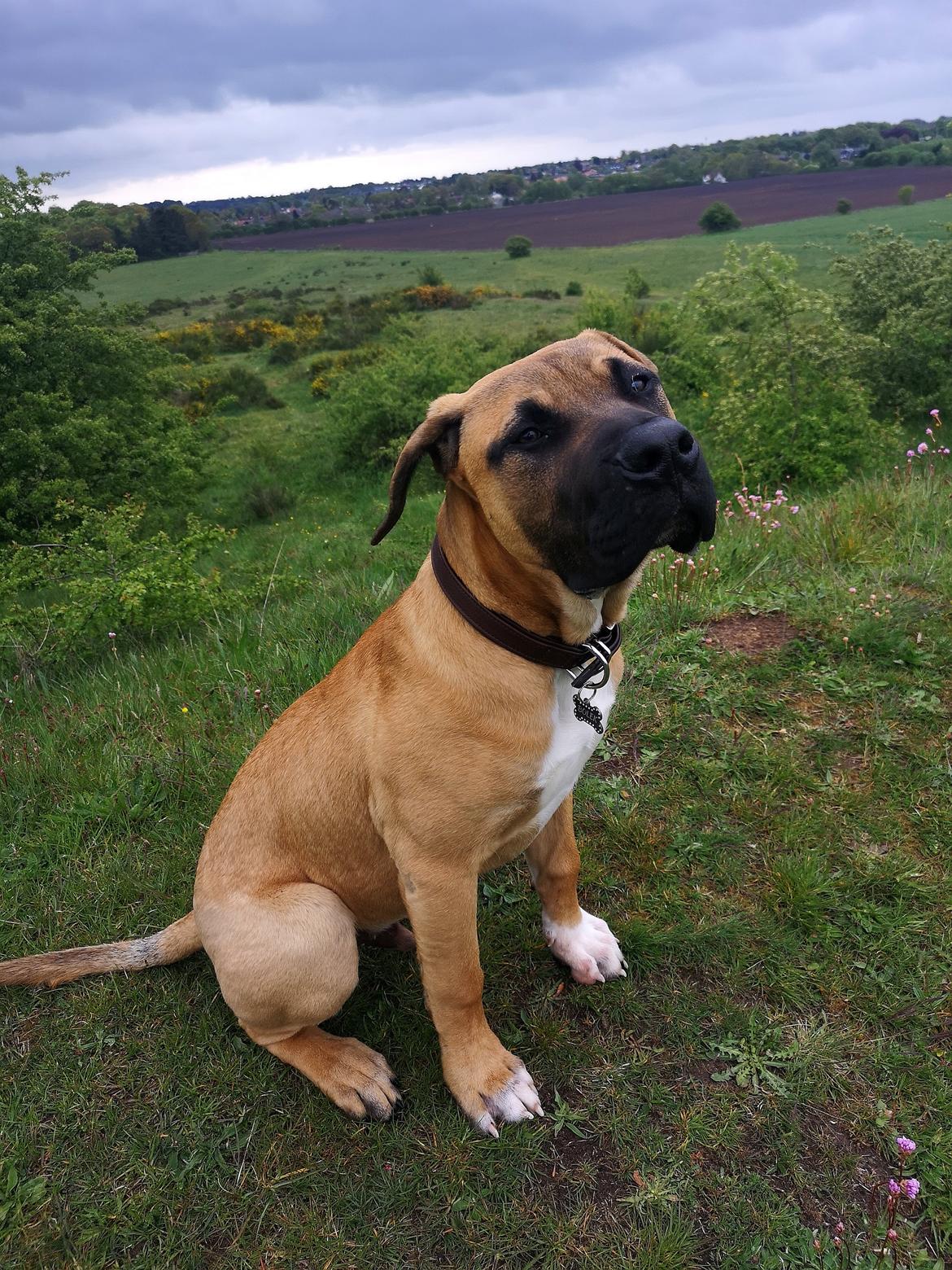 Dogo canario Bolek  billede 23