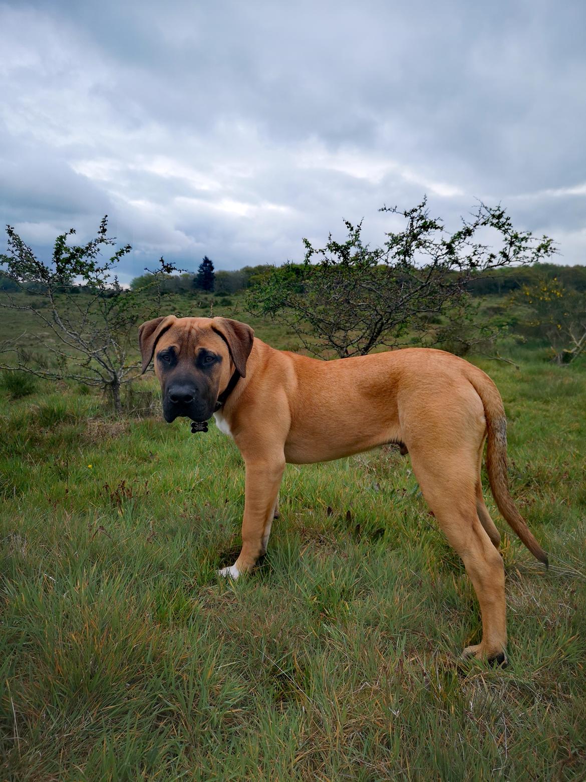 Dogo canario Bolek  billede 24
