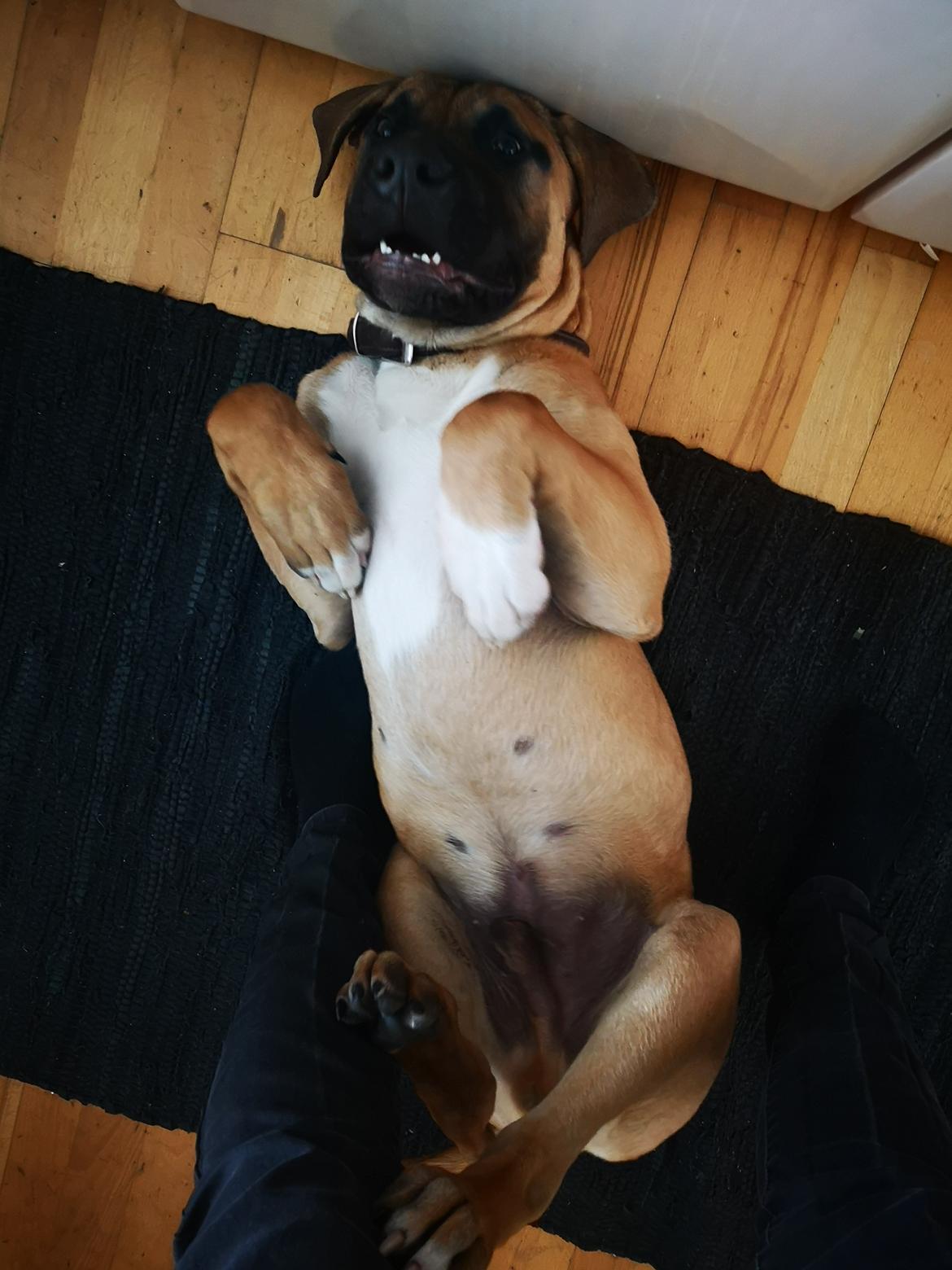 Dogo canario Bolek  billede 25