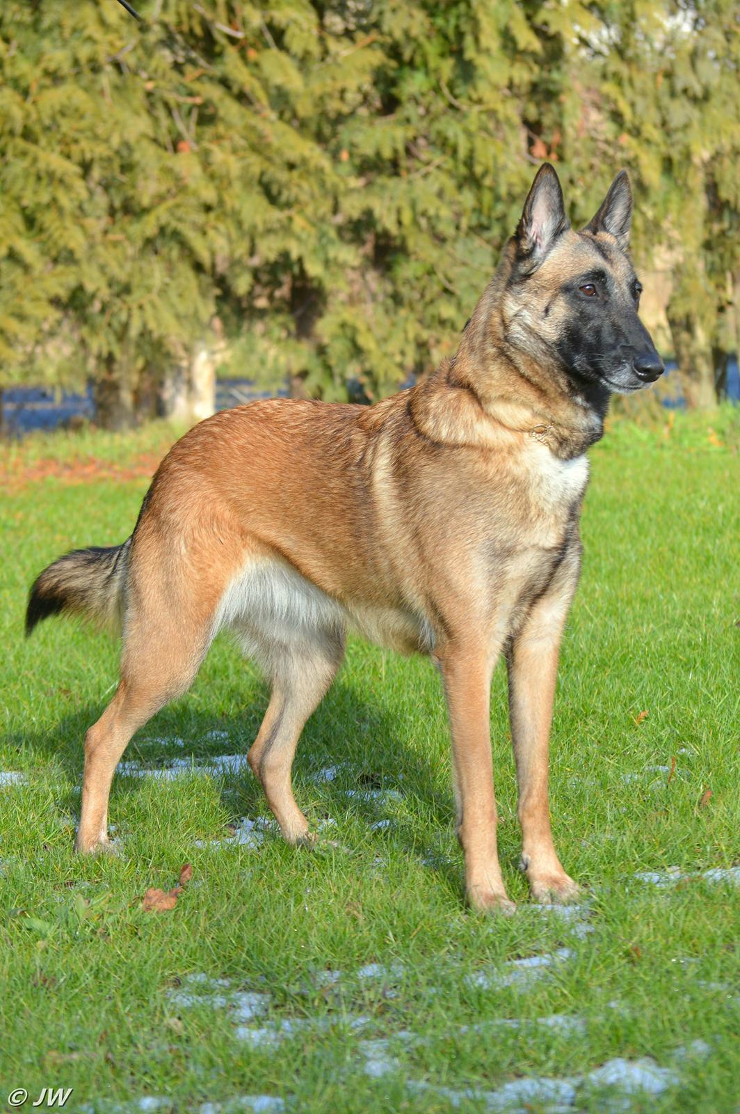 Malinois Mille e una notte dei baci di dama aka Zelda billede 1