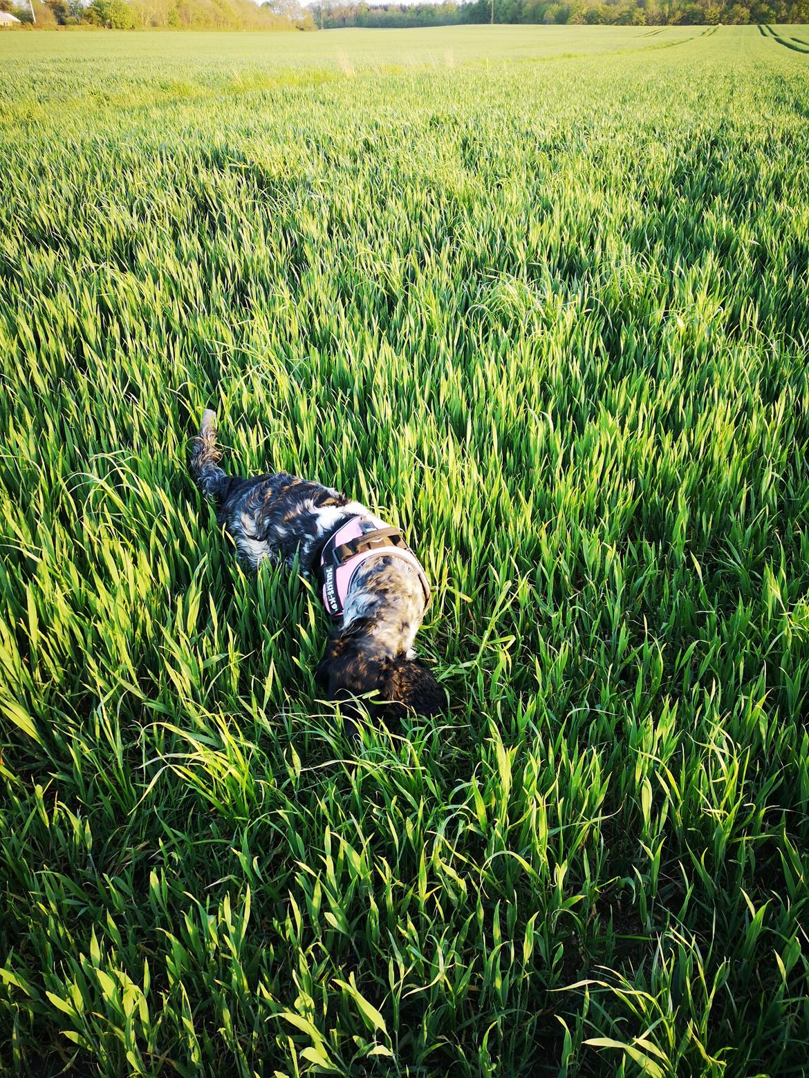 Blanding af racer Fenja  billede 2