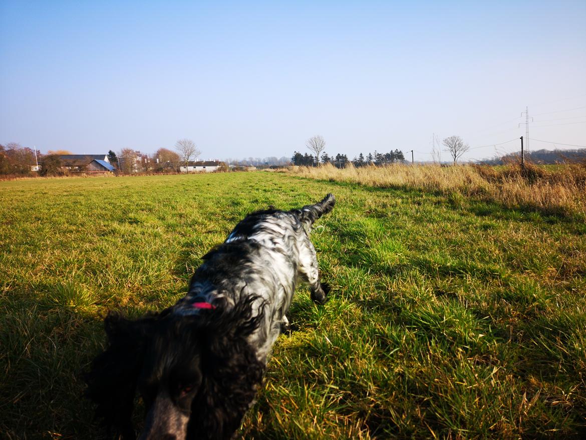 Blanding af racer Fenja  billede 3