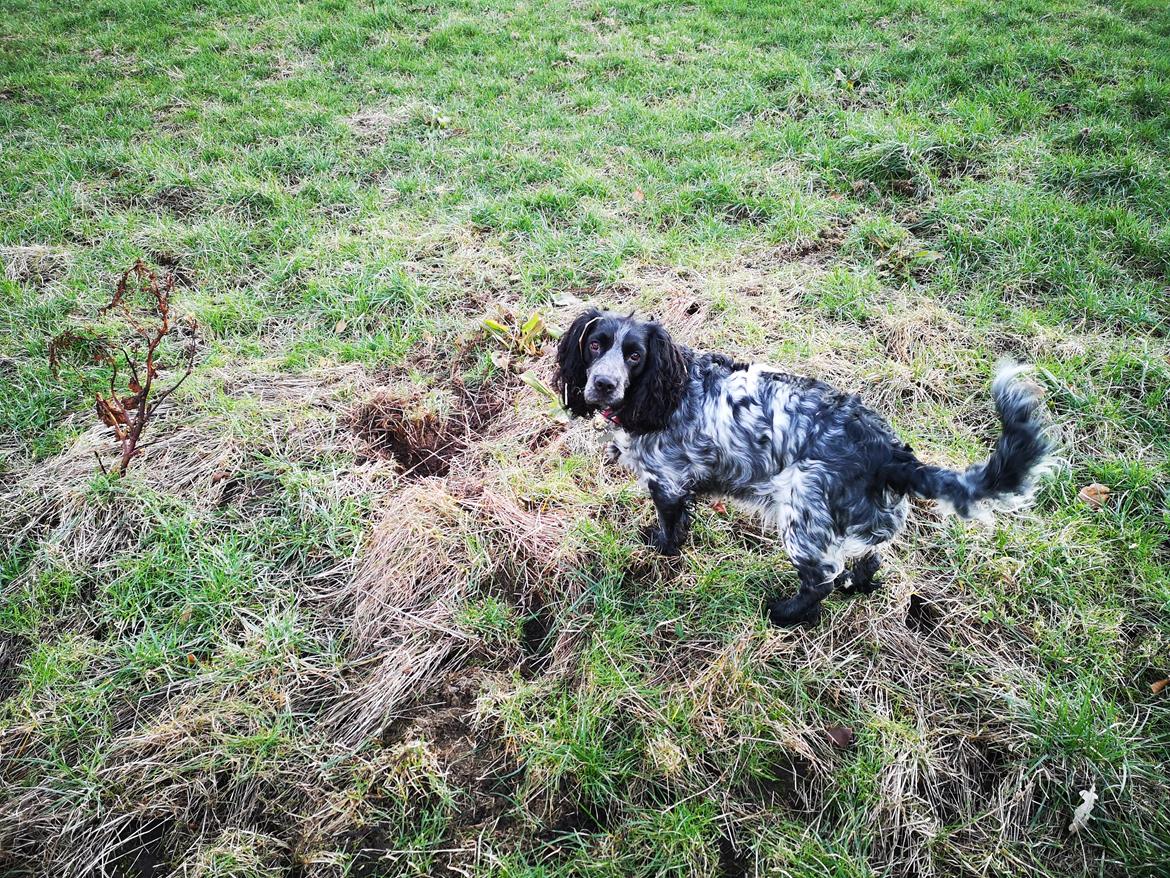 Blanding af racer Fenja  billede 4