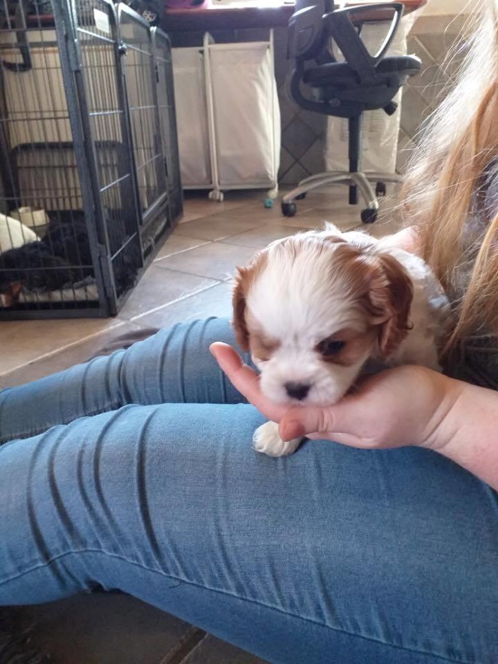 Cavalier king charles spaniel Team Hansen's New Creation (Kenzo) - Første møde med Kenzo, her er han 6 uger gammel.  billede 19