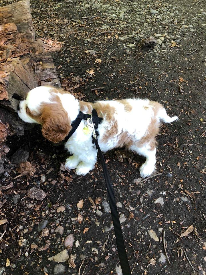 Cavalier king charles spaniel Team Hansen's New Creation (Kenzo) - Skoven er herlig.  billede 33