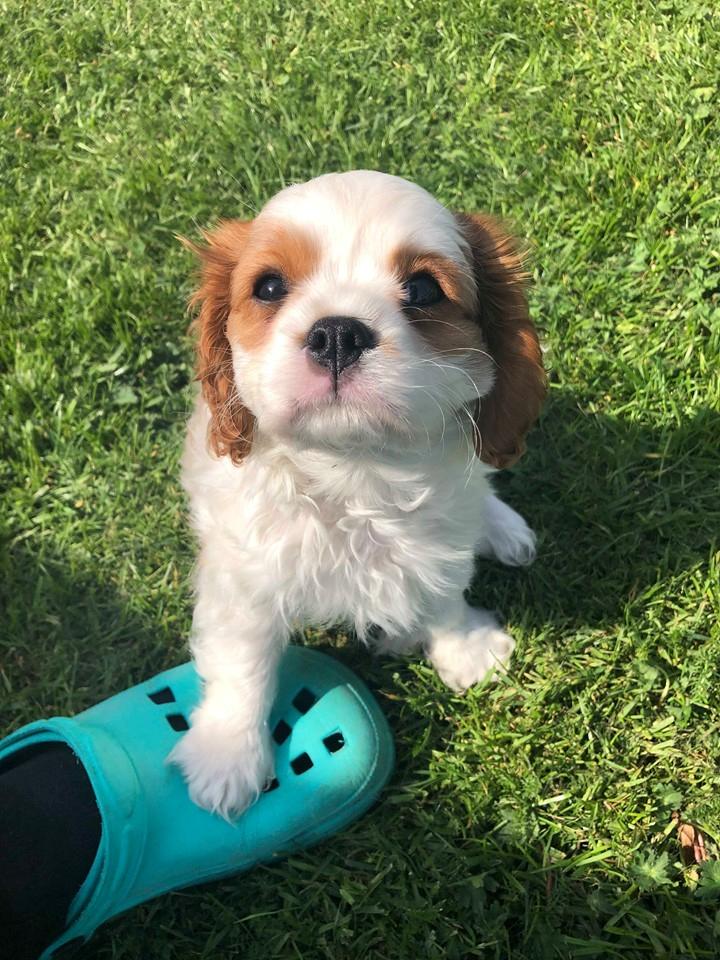 Cavalier king charles spaniel Team Hansen's New Creation (Kenzo) - Han veg ikke mange meter fra mig de første dage.  billede 38