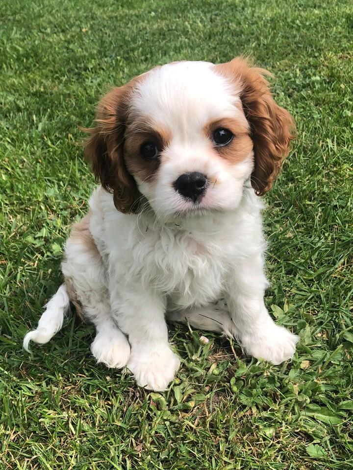 Cavalier king charles spaniel Team Hansen's New Creation (Kenzo) - Første dag herhjemme. billede 42