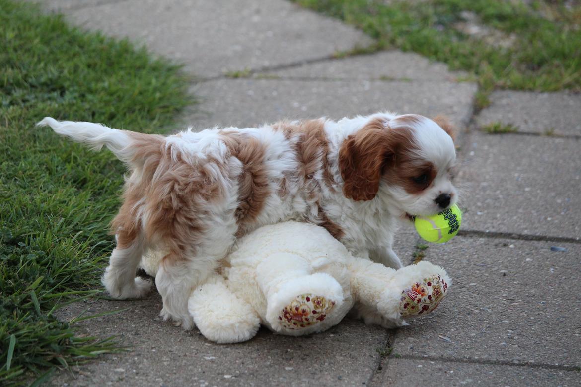 Cavalier king charles spaniel Team Hansen's New Creation (Kenzo) - Den farlige jæger nedlægger sit bytte med sin elskede bold i munden. <3 billede 39