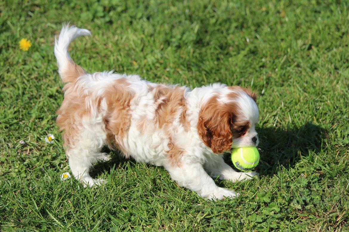 Cavalier king charles spaniel Team Hansen's New Creation (Kenzo) billede 35