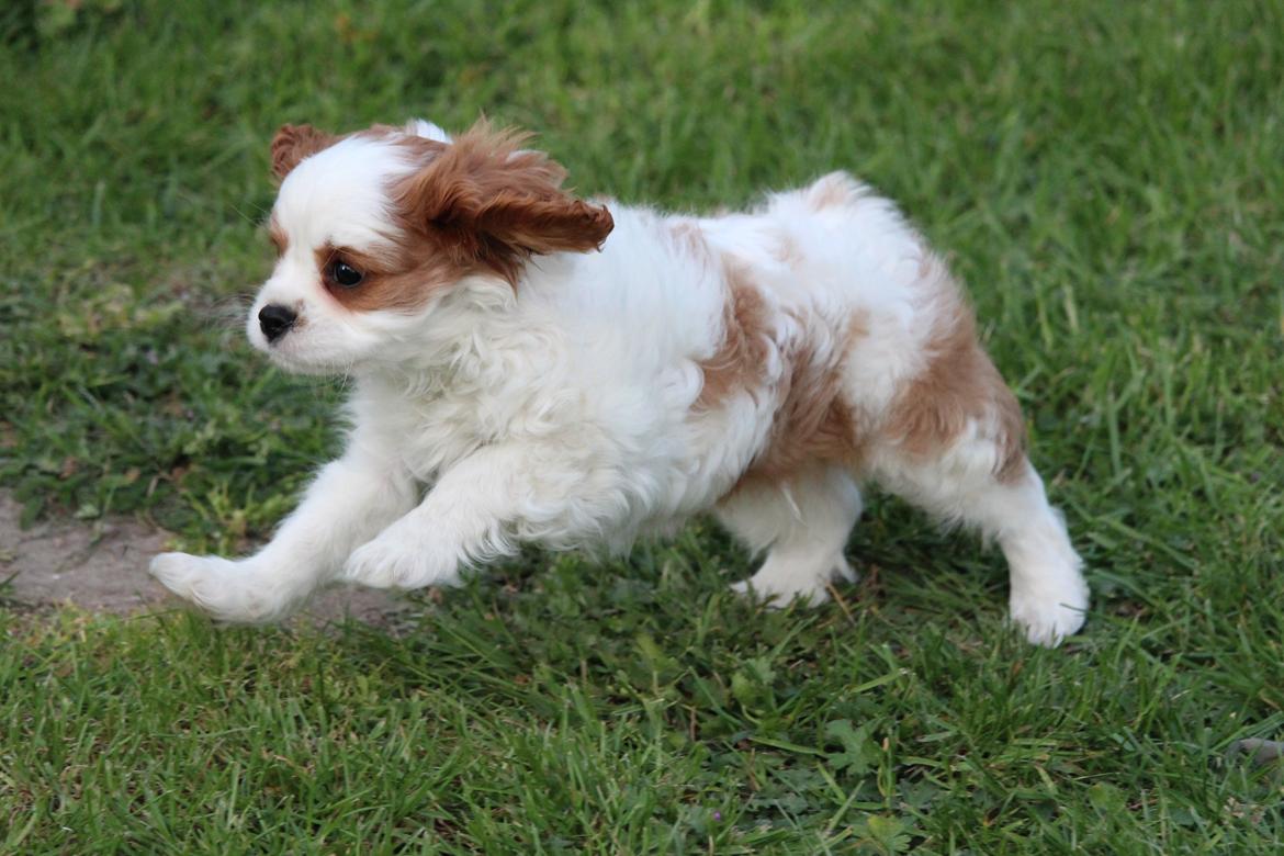 Cavalier king charles spaniel Team Hansen's New Creation (Kenzo) - Wroooom!  billede 29