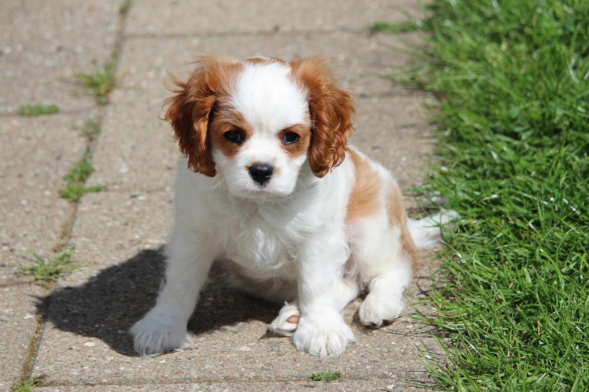 Cavalier king charles spaniel Team Hansen's New Creation (Kenzo) billede 44
