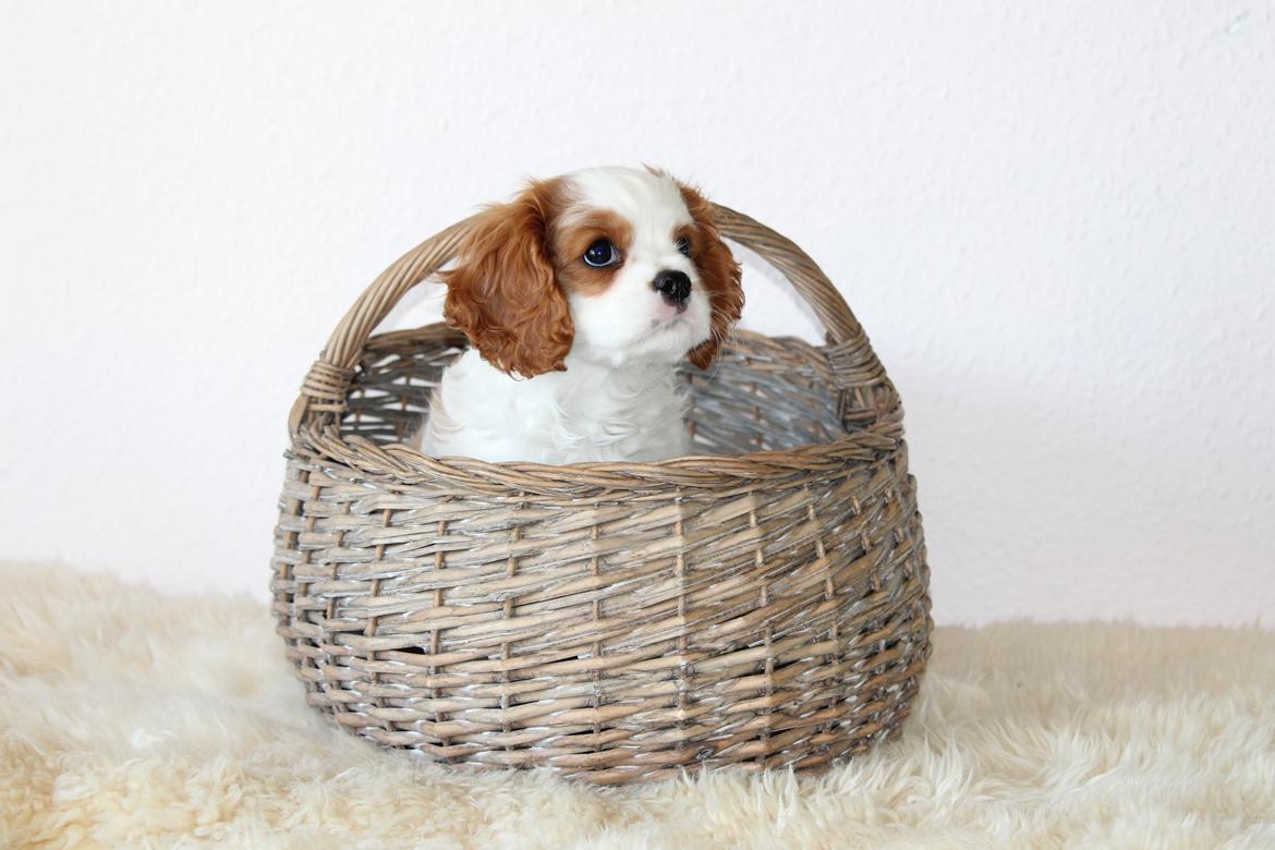 Cavalier king charles spaniel Team Hansen's New Creation (Kenzo) - Sødeste Kenzo. <3 billede 8