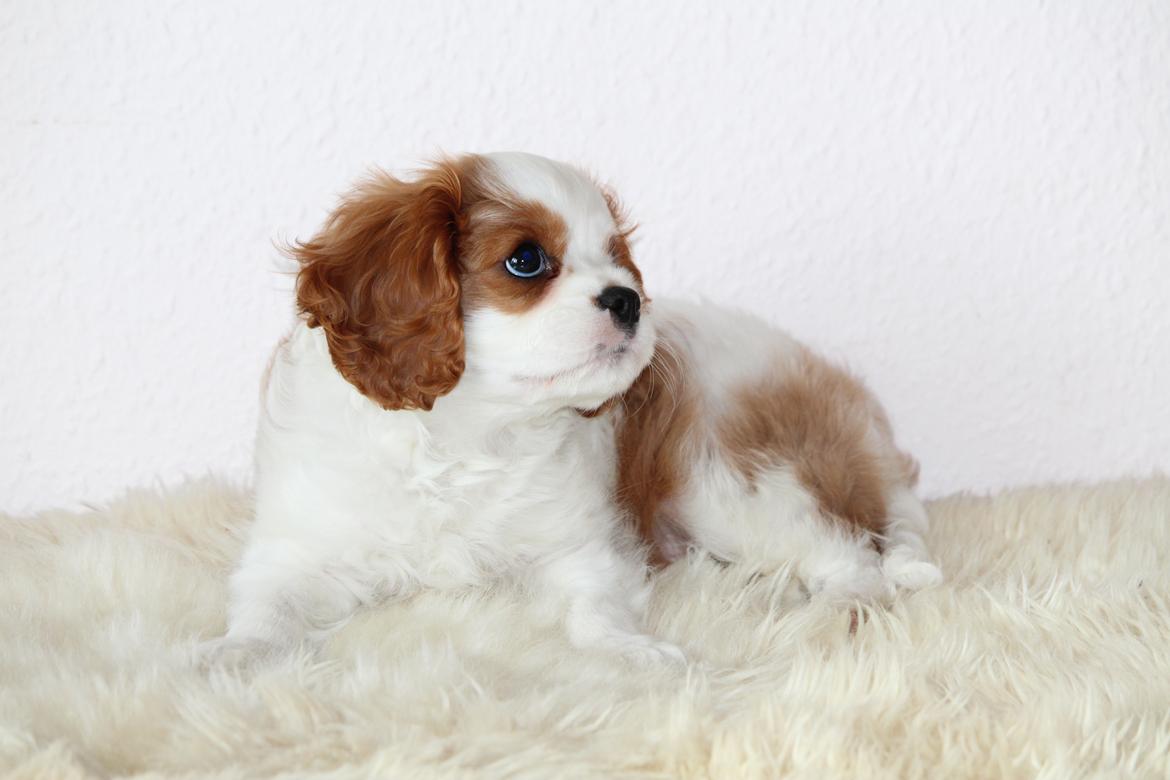 Cavalier king charles spaniel Team Hansen's New Creation (Kenzo) billede 32