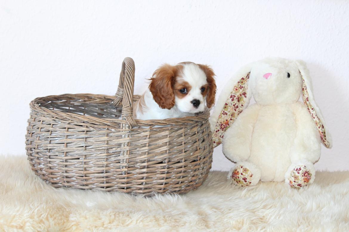 Cavalier king charles spaniel Team Hansen's New Creation (Kenzo) billede 37