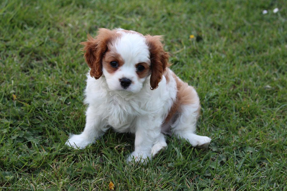 Cavalier king charles spaniel Team Hansen's New Creation (Kenzo) billede 47