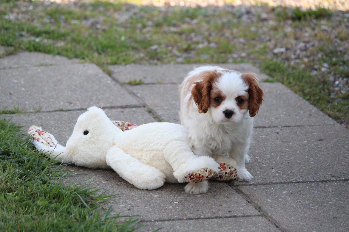 Cavalier king charles spaniel Team Hansen's New Creation (Kenzo) billede 48