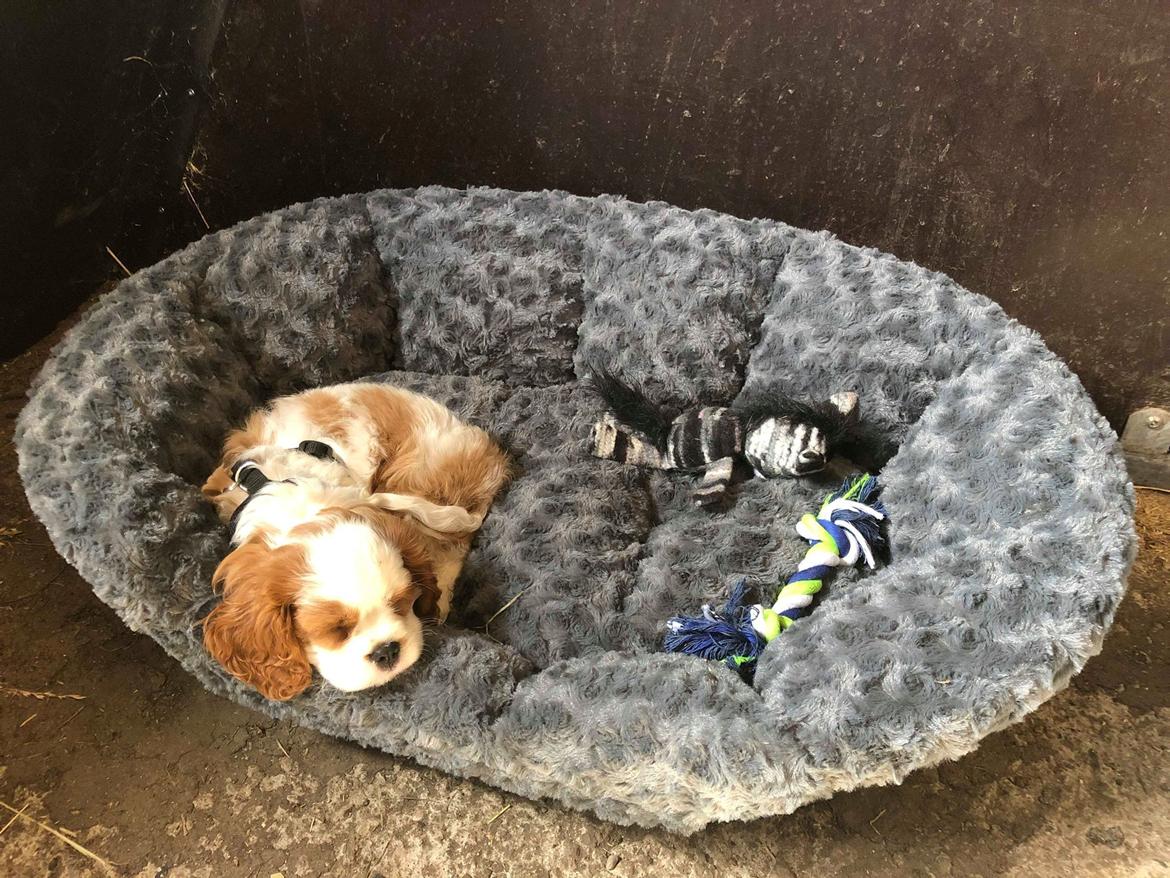 Cavalier king charles spaniel Team Hansen's New Creation (Kenzo) - Kurven ude i stalden er godkendt. billede 43