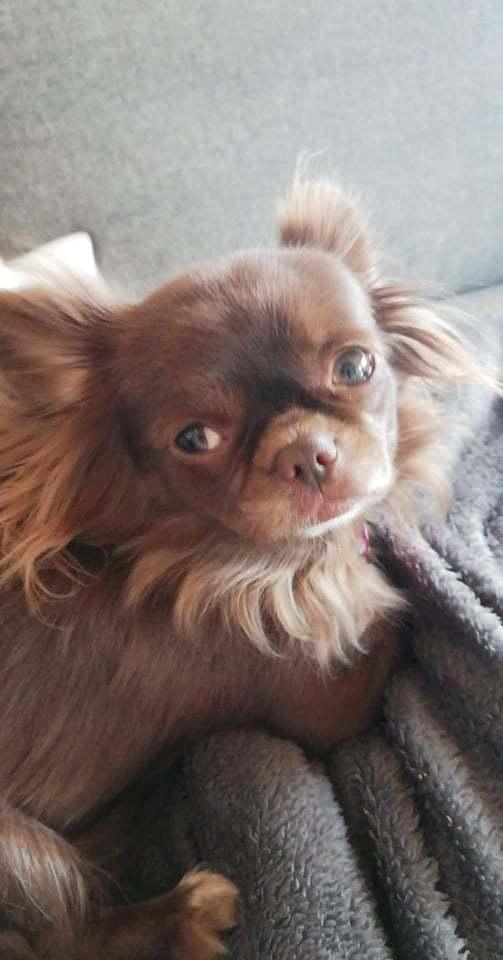 Chihuahua Mercedes  billede 2