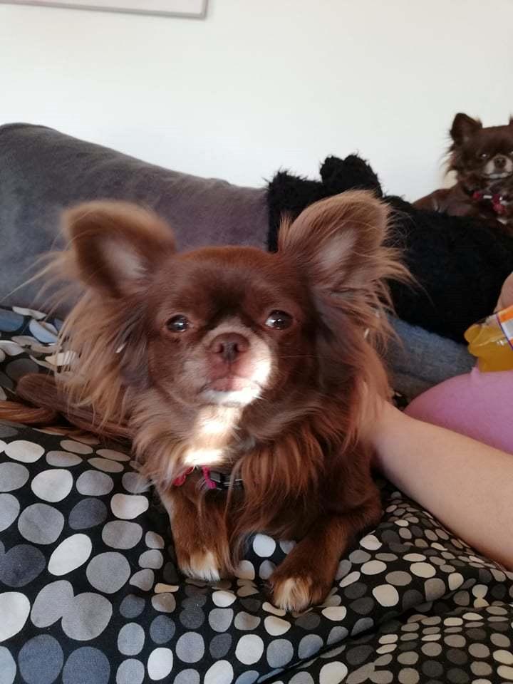 Chihuahua Mercedes  billede 3