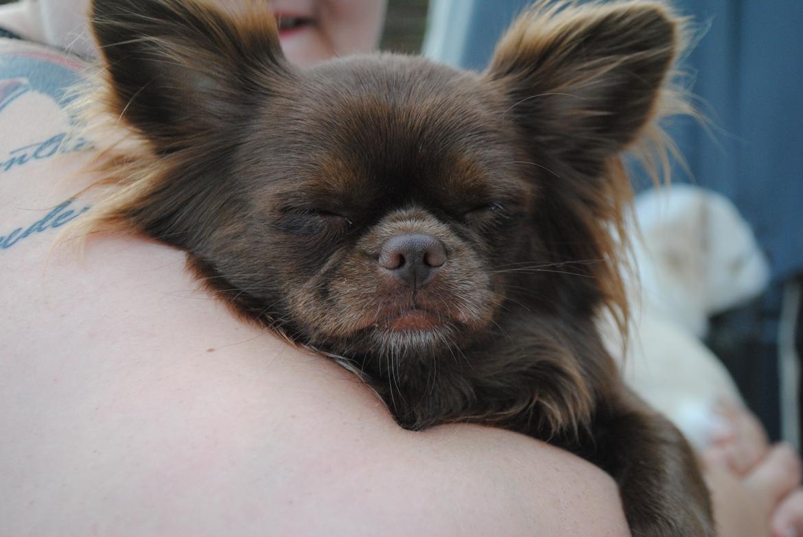 Chihuahua Mercedes  billede 4