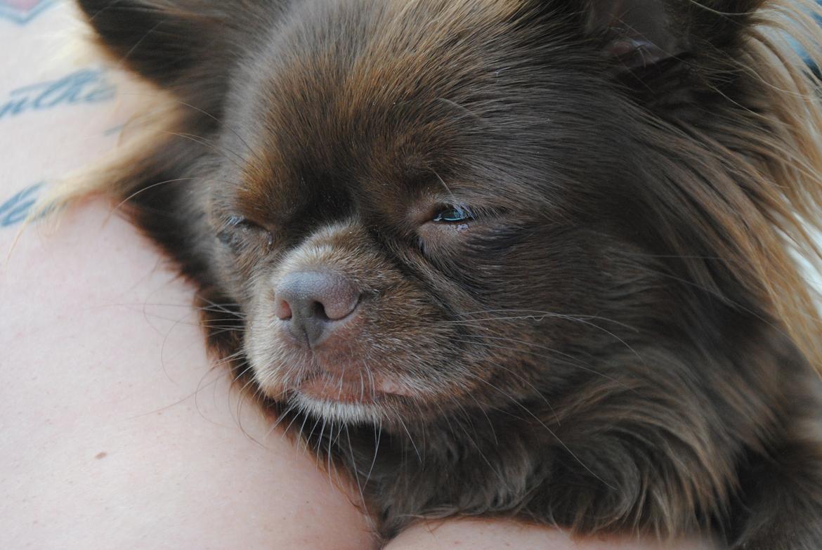 Chihuahua Mercedes  billede 5