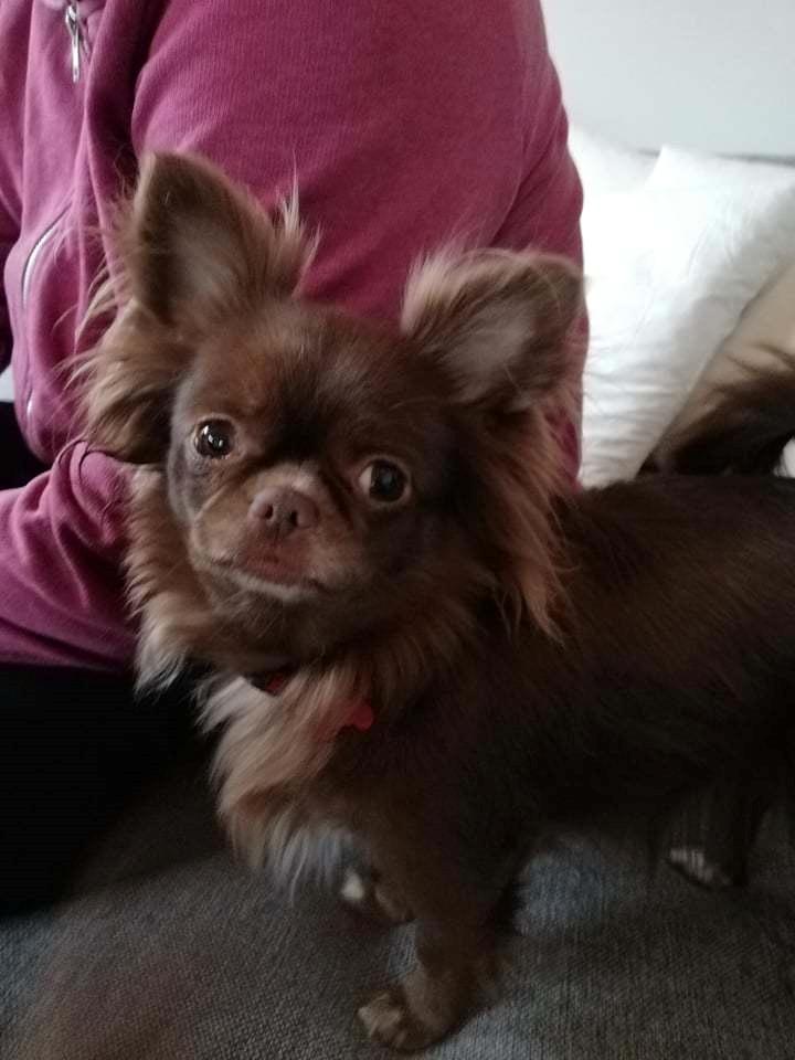 Chihuahua Mercedes  billede 1