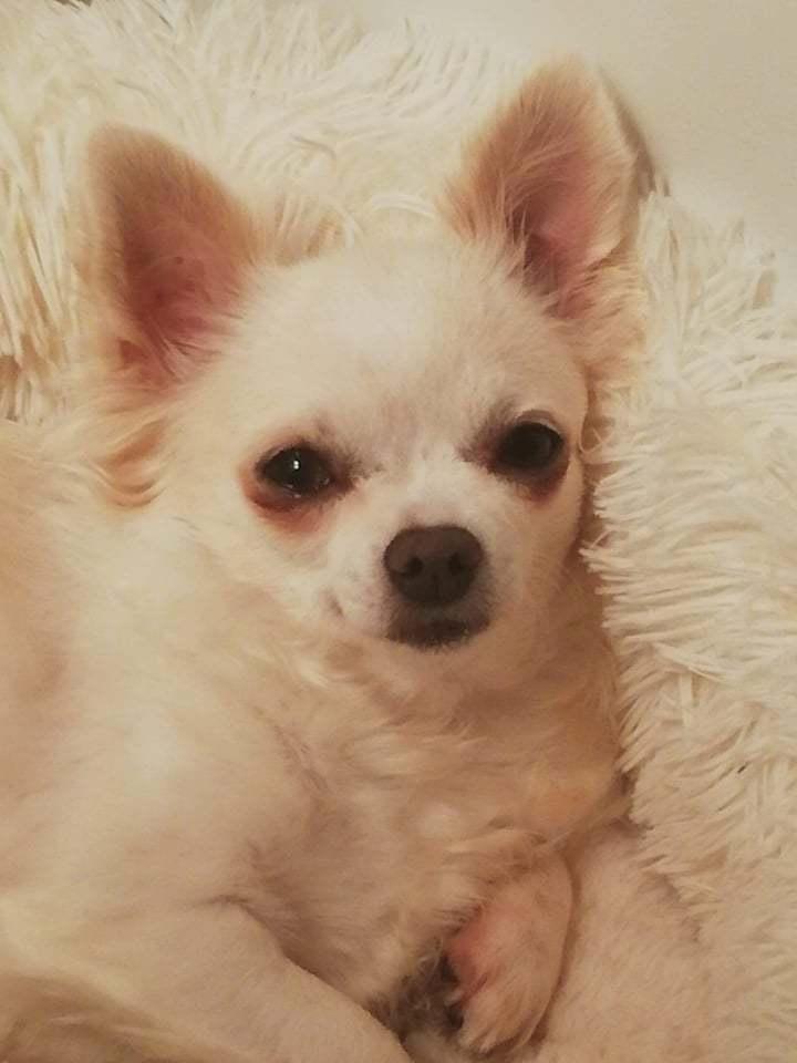 Chihuahua Mynthe billede 1