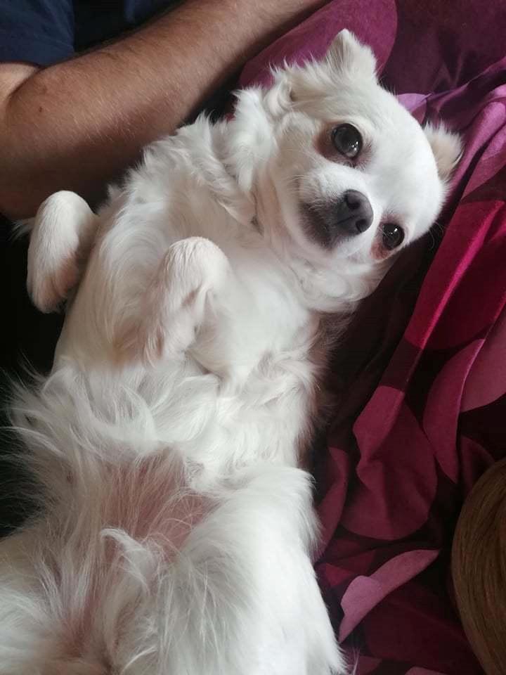 Chihuahua Mynthe billede 4