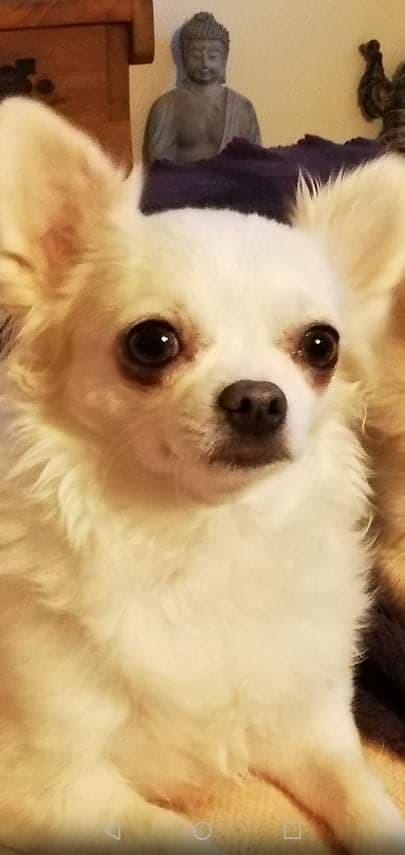 Chihuahua Mynthe billede 5