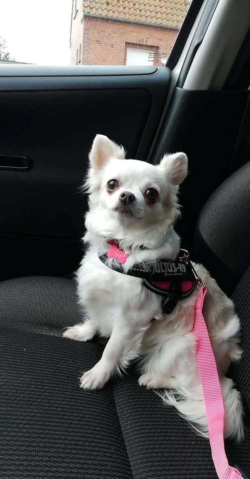 Chihuahua Mynthe billede 2