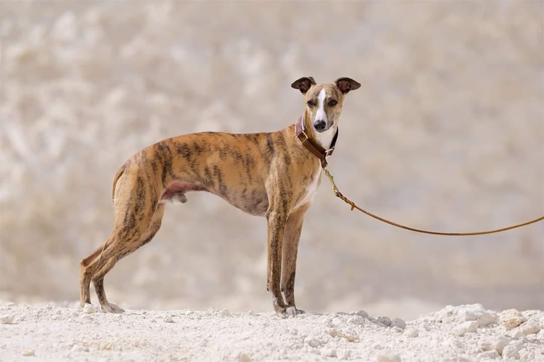 Whippet Ludvig (Himmelhund) billede 20