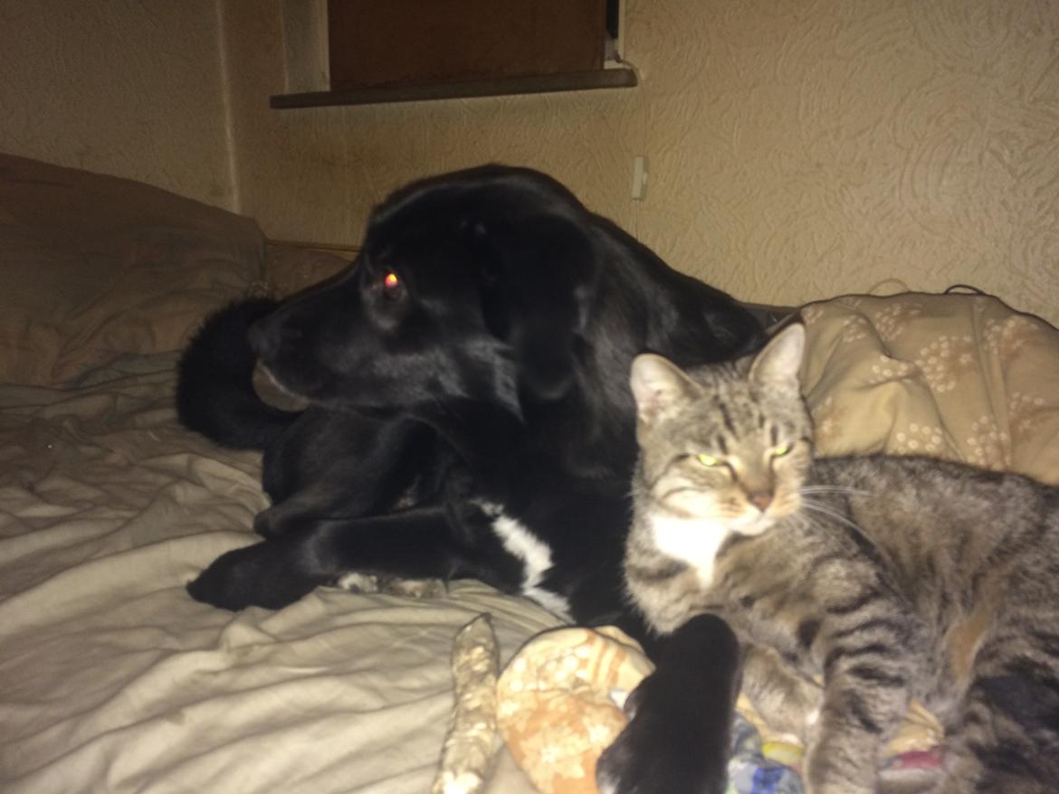 Blanding af racer Sille billede 12