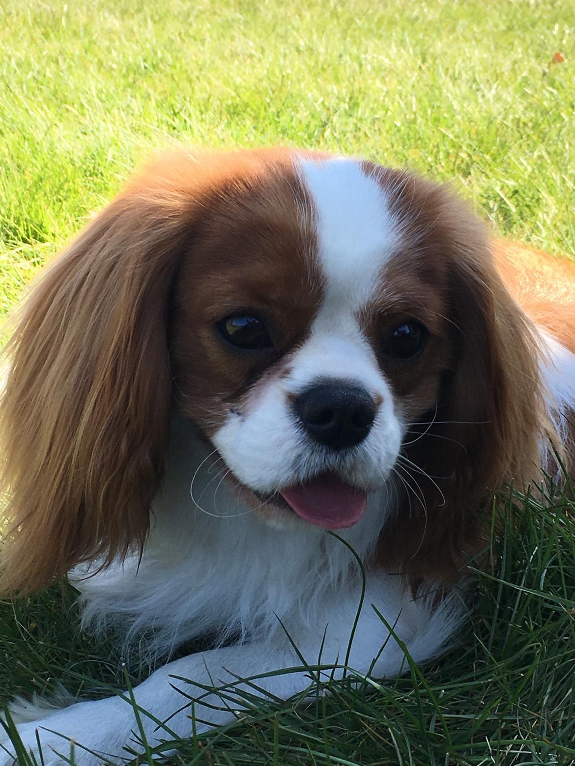 Cavalier king charles spaniel Arthur billede 35