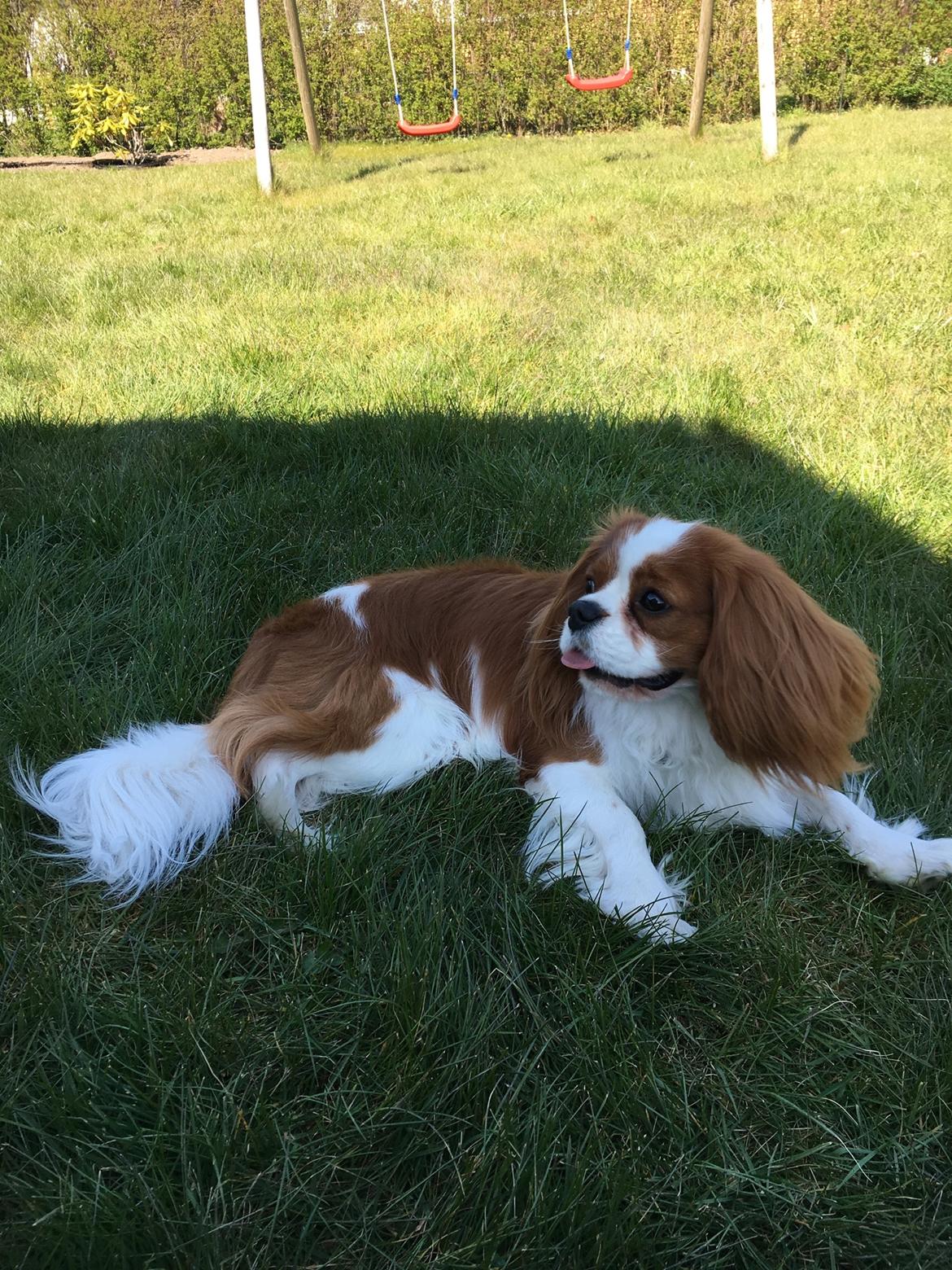 Cavalier king charles spaniel Arthur billede 37