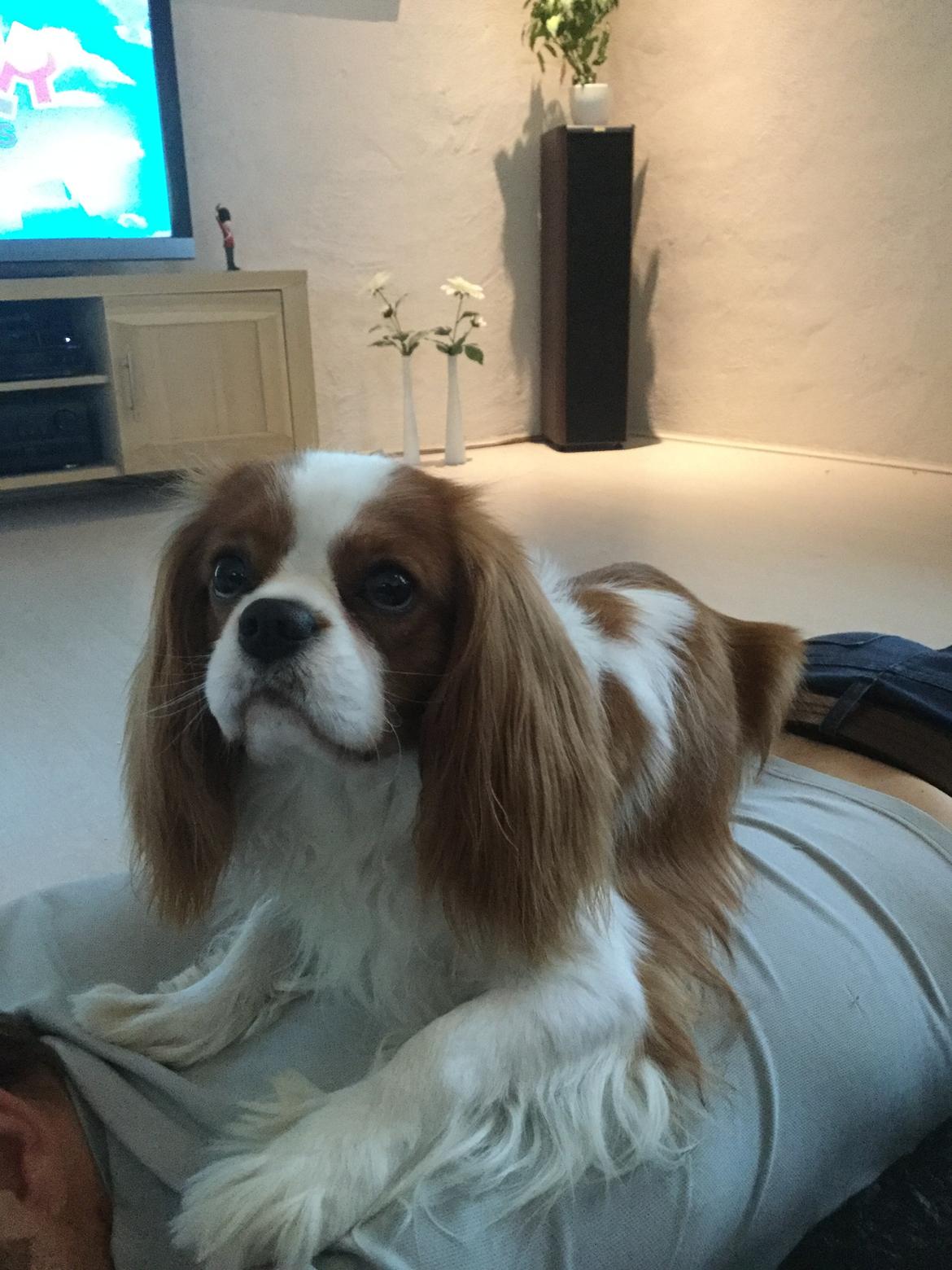 Cavalier king charles spaniel Arthur billede 38