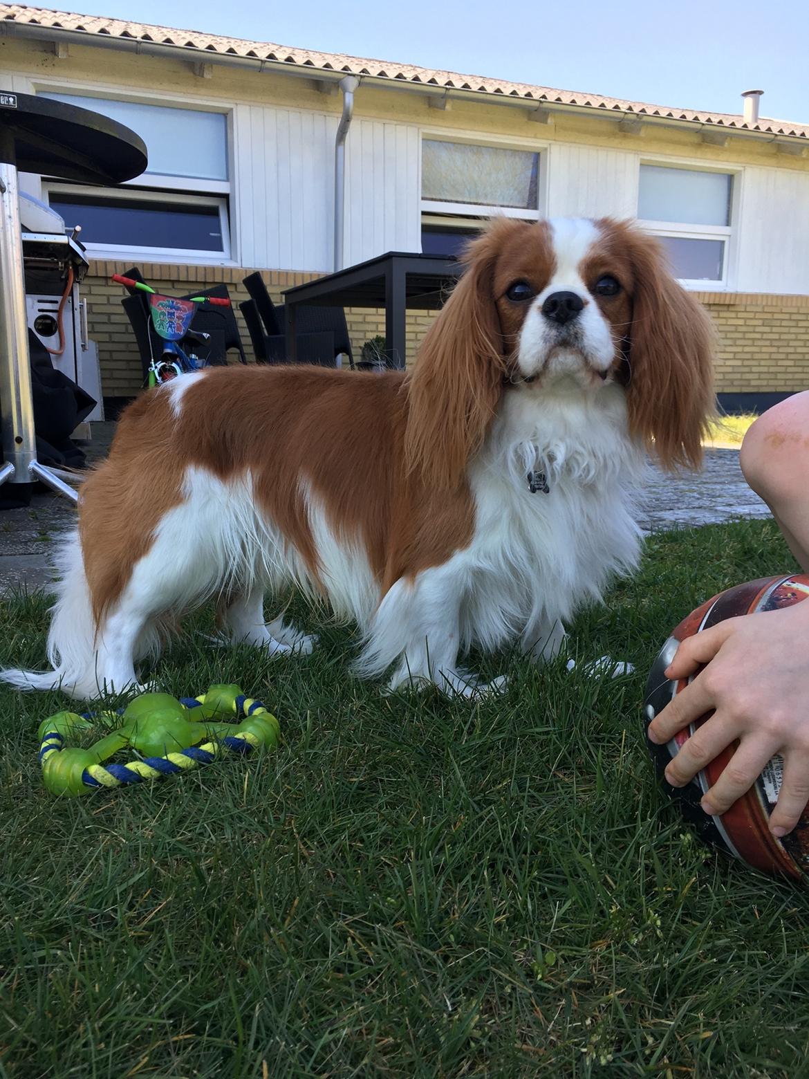 Cavalier king charles spaniel Arthur - 1 år billede 36