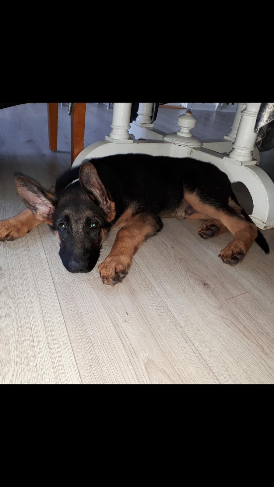 Schæferhund Santo jr. billede 17