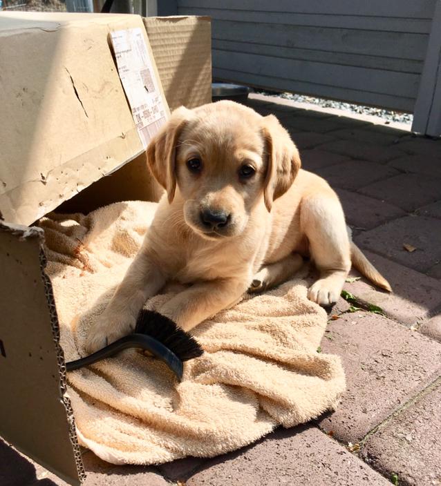 Labrador retriever Lupa billede 8