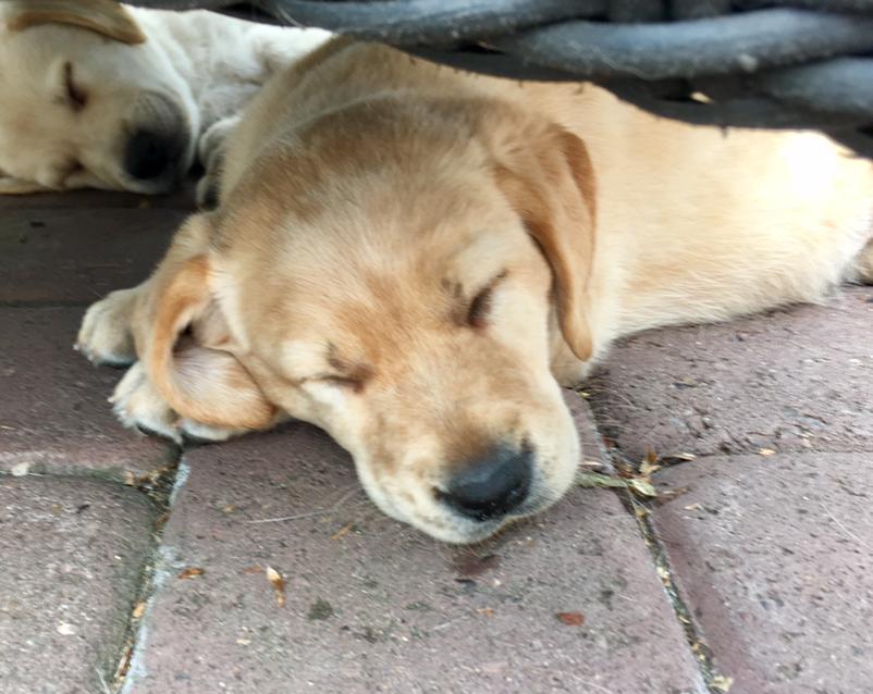 Labrador retriever Lupa billede 9