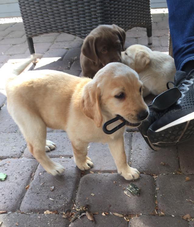 Labrador retriever Lupa billede 10