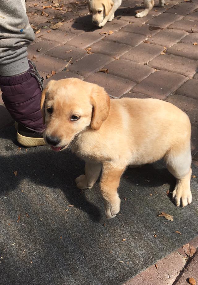 Labrador retriever Lupa billede 11