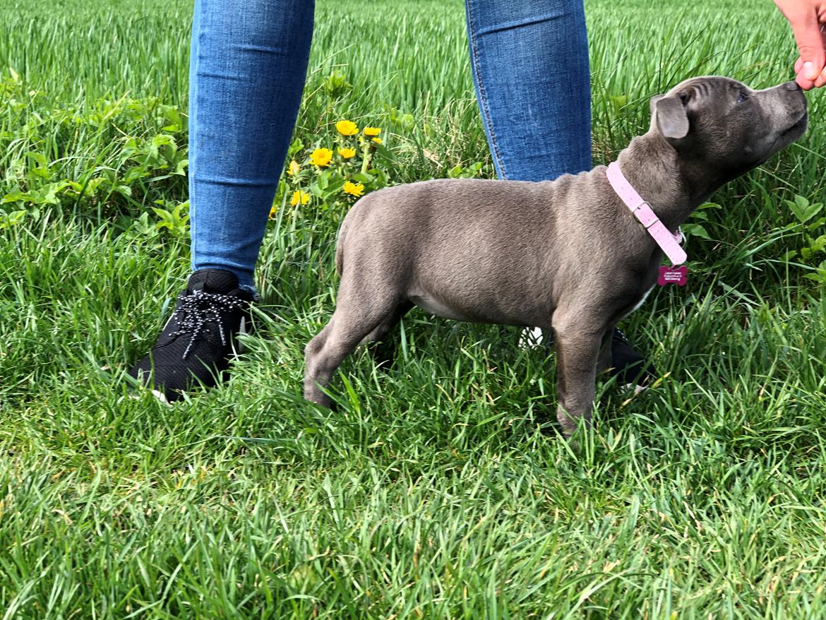 Staffordshire bull terrier Daisy Bullabella FCI billede 31